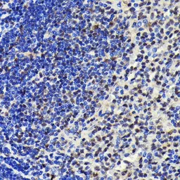 Anti-SP1 antibody [GT1220] used in IHC (Paraffin sections) (IHC-P). GTX01528