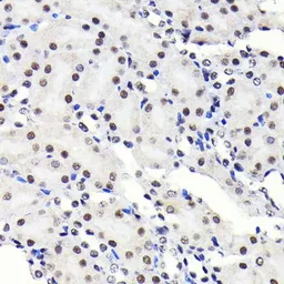 Anti-SP1 antibody [GT1220] used in IHC (Paraffin sections) (IHC-P). GTX01528