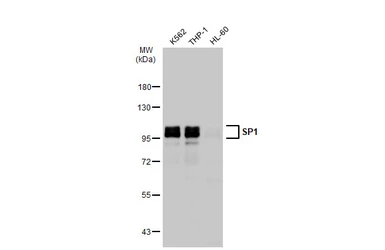 Anti-SP1 antibody [GT1220] used in Western Blot (WB). GTX01528