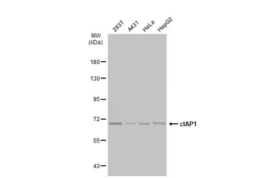 Anti-cIAP1 antibody [GT1222] used in Western Blot (WB). GTX01530