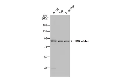 Anti-IKK alpha antibody [GT1224] used in Western Blot (WB). GTX01532