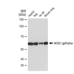 Anti-NOX2 / gp91phox antibody [GT1225] used in Western Blot (WB). GTX01533
