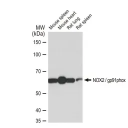 Anti-NOX2 / gp91phox antibody [GT1225] used in Western Blot (WB). GTX01533