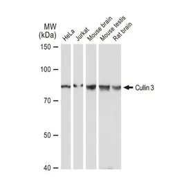 Anti-Cullin 3 antibody [GT1229] used in Western Blot (WB). GTX01537