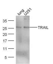 Anti-TRAIL antibody used in Western Blot (WB). GTX01564