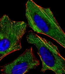Anti-Kiss1 antibody used in Immunocytochemistry/ Immunofluorescence (ICC/IF). GTX01566