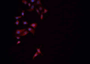 Anti-DRP1 (phospho Ser637) antibody used in Immunocytochemistry/ Immunofluorescence (ICC/IF). GTX01567