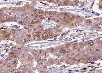 Anti-DRP1 (phospho Ser637) antibody used in IHC (Paraffin sections) (IHC-P). GTX01567