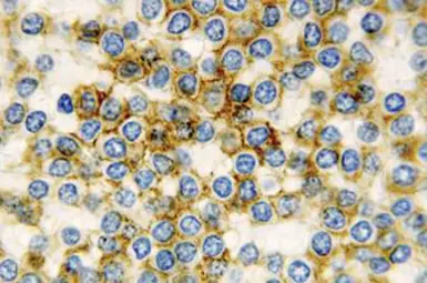 Anti-CD11c antibody [5D11] used in IHC (Paraffin sections) (IHC-P). GTX01849
