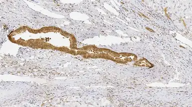Anti-GSTP1 antibody [LW29] used in IHC (Paraffin sections) (IHC-P). GTX01884
