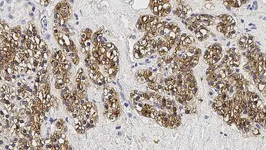 Anti-Parathyroid Hormone antibody [105G7] used in IHC (Paraffin sections) (IHC-P). GTX01891
