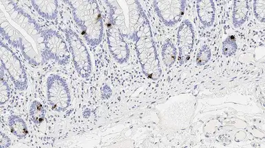 Anti-Chromogranin A antibody [5H7] used in IHC (Paraffin sections) (IHC-P). GTX01895