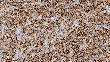Anti-Oct4 antibody [N1NK] used in IHC (Paraffin sections) (IHC-P). GTX01931