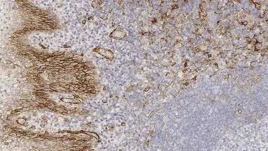 Anti-Thrombomodulin antibody [15C8] used in IHC (Paraffin sections) (IHC-P). GTX01950