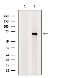 Anti-USP22 antibody used in Western Blot (WB). GTX02536