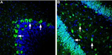 Anti-GLUT2 antibody used in IHC (Frozen sections) (IHC-Fr). GTX02542