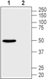 Anti-GLUT2 antibody used in Western Blot (WB). GTX02542