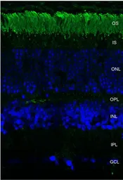 Anti-Rhodopsin antibody [4D2] used in Immunohistochemistry (IHC). GTX02563