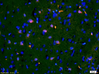 Anti-IGFBP3 antibody used in IHC (Paraffin sections) (IHC-P). GTX02574