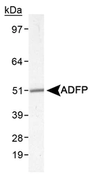 Anti-ADFP antibody used in Western Blot (WB). GTX02576