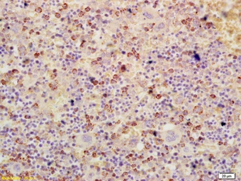 Anti-ATF3 antibody used in IHC (Paraffin sections) (IHC-P). GTX02578