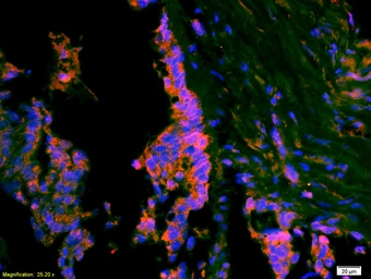 Anti-ATF3 antibody used in IHC (Paraffin sections) (IHC-P). GTX02578