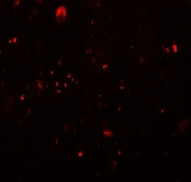 Anti-TET3 antibody used in IHC (Paraffin sections) (IHC-P). GTX02579