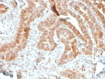 Anti-AKT1 antibody [rAKT1/2491] used in IHC (Paraffin sections) (IHC-P). GTX02583
