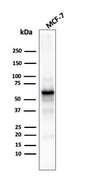 Anti-AKT1 antibody [rAKT1/2491] used in Western Blot (WB). GTX02583