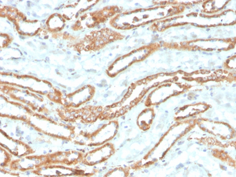 Anti-Aurora B antibody [rAURKB/1592] used in IHC (Paraffin sections) (IHC-P). GTX02594