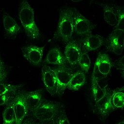 Anti-beta 2 Microglobulin antibody [B2M/1857R] used in Immunocytochemistry/ Immunofluorescence (ICC/IF). GTX02596