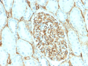 Anti-CD34 antibody [HPCA1/2598R] used in IHC (Paraffin sections) (IHC-P). GTX02602