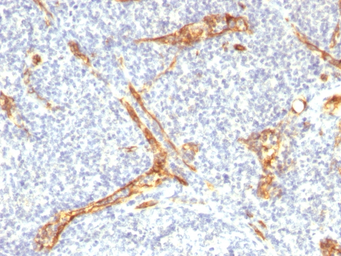 Anti-CD34 antibody [HPCA1/2598R] used in IHC (Paraffin sections) (IHC-P). GTX02602