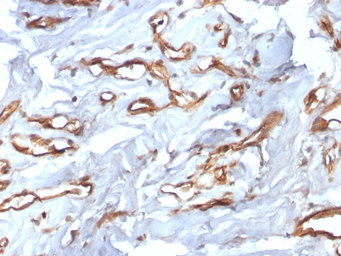 Anti-CD34 antibody [HPCA1/2598R] used in IHC (Paraffin sections) (IHC-P). GTX02602