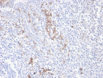 Anti-CD38 antibody [CD38/4247R] used in IHC (Paraffin sections) (IHC-P). GTX02603