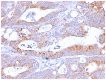 Anti-CD86 antibody [C86/2160R] used in IHC (Paraffin sections) (IHC-P). GTX02615