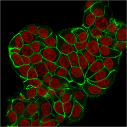 Anti-E-Cadherin antibody [CDH1/2208R] used in Immunocytochemistry/ Immunofluorescence (ICC/IF). GTX02618