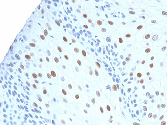 Anti-p21 Cip1 antibody [CIP1/2275R] used in IHC (Paraffin sections) (IHC-P). GTX02619