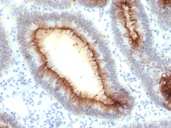 Anti-CD66e antibody [rC66/1009] used in IHC (Paraffin sections) (IHC-P). GTX02622