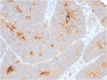 Anti-ECM1 antibody [ECM1/2889R] used in IHC (Paraffin sections) (IHC-P). GTX02627