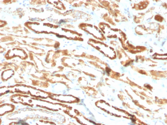Anti-EPO antibody [EPO/3793R] used in IHC (Paraffin sections) (IHC-P). GTX02631