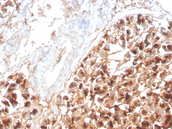 Anti-EPX antibody [rEPO104] used in IHC (Paraffin sections) (IHC-P). GTX02633