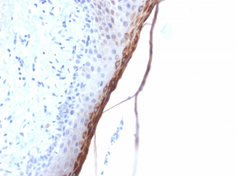 Anti-Filaggrin antibody [FLG/1957R] used in IHC (Paraffin sections) (IHC-P). GTX02638