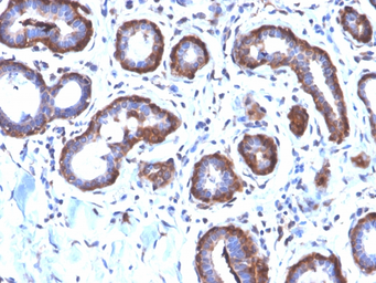 Anti-Ferritin Light Chain antibody [FTL/2338R] used in IHC (Paraffin sections) (IHC-P). GTX02641