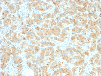 Anti-GP2 antibody [GP2/2569R] used in IHC (Paraffin sections) (IHC-P). GTX02645