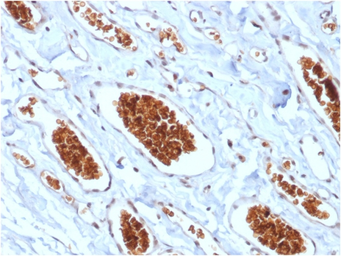 Anti-Glycophorin A antibody [rGYPA/280] used in IHC (Paraffin sections) (IHC-P). GTX02647