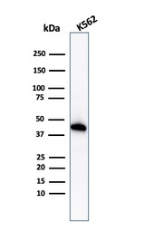 Anti-Glycophorin A antibody [GYPA/1725R] used in Western Blot (WB). GTX02648