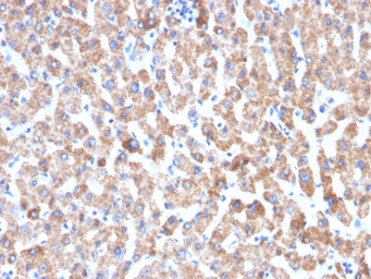 Anti-HSP60 antibody [HSPD1/2206R] used in IHC (Paraffin sections) (IHC-P). GTX02649