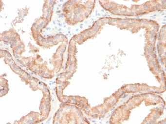 Anti-IL10 antibody [IL10/2651R] used in IHC (Paraffin sections) (IHC-P). GTX02650