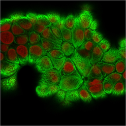 Anti-Cytokeratin 18 antibody [KRT18/2808R] used in Immunocytochemistry/ Immunofluorescence (ICC/IF). GTX02657